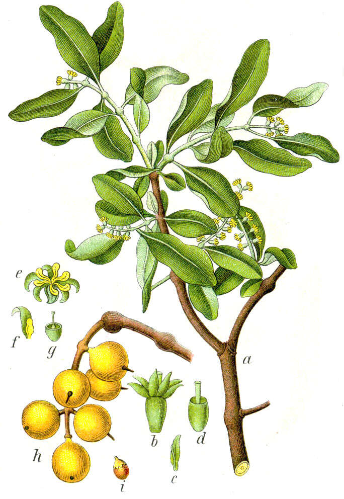 Image of mulberry mistletoe