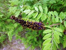 Imagem de Amorpha fruticosa L.