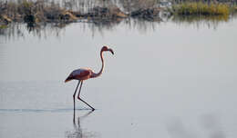 Слика од Phoenicopterus ruber Linnaeus 1758