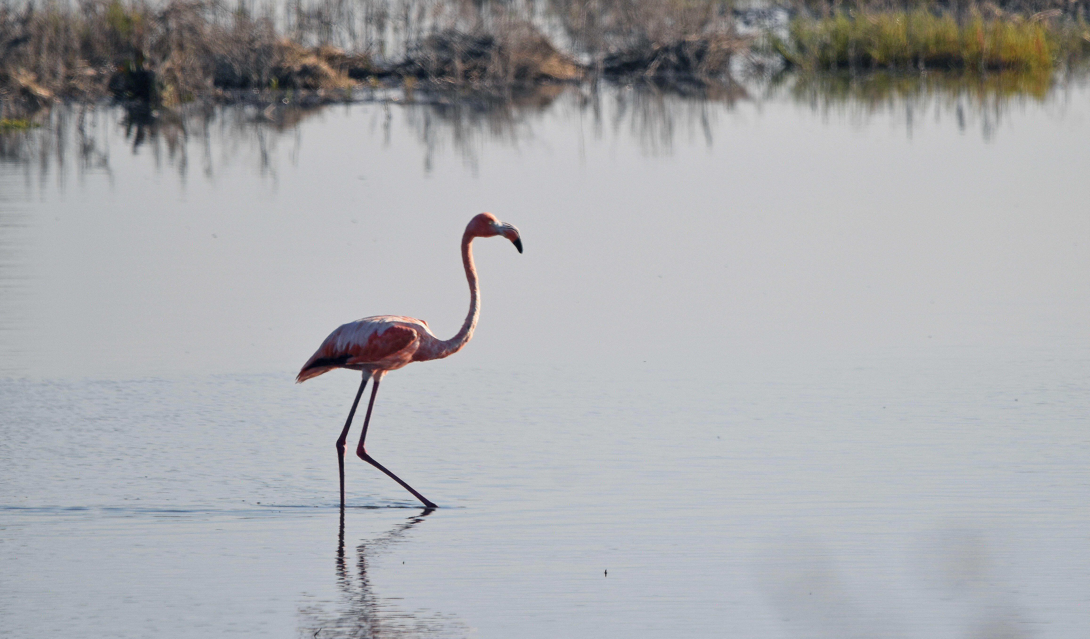 Слика од Phoenicopterus ruber Linnaeus 1758