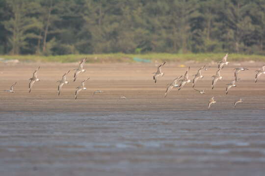 Image of Great Knot