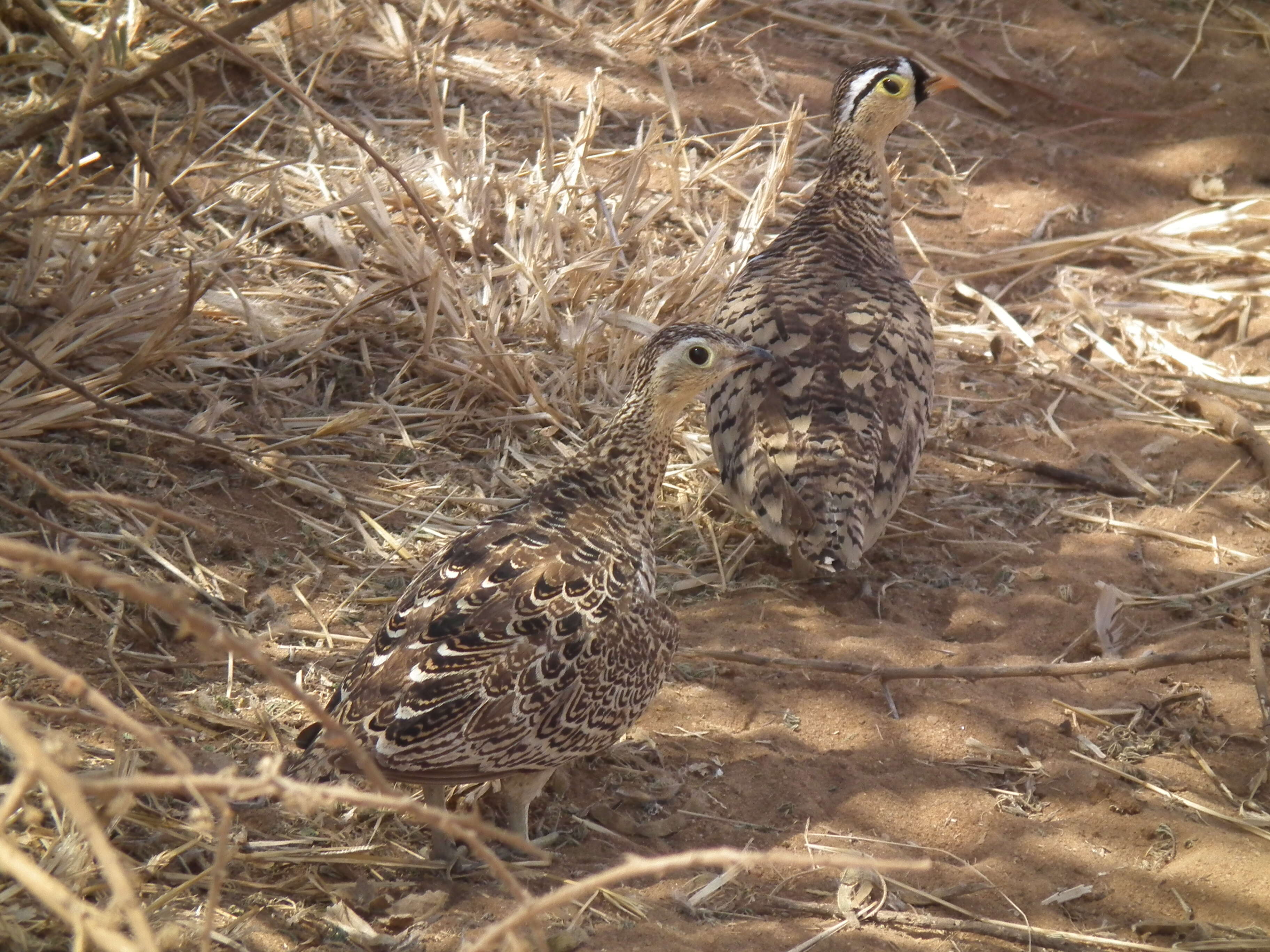 Image of Black-faced Sandgrouse