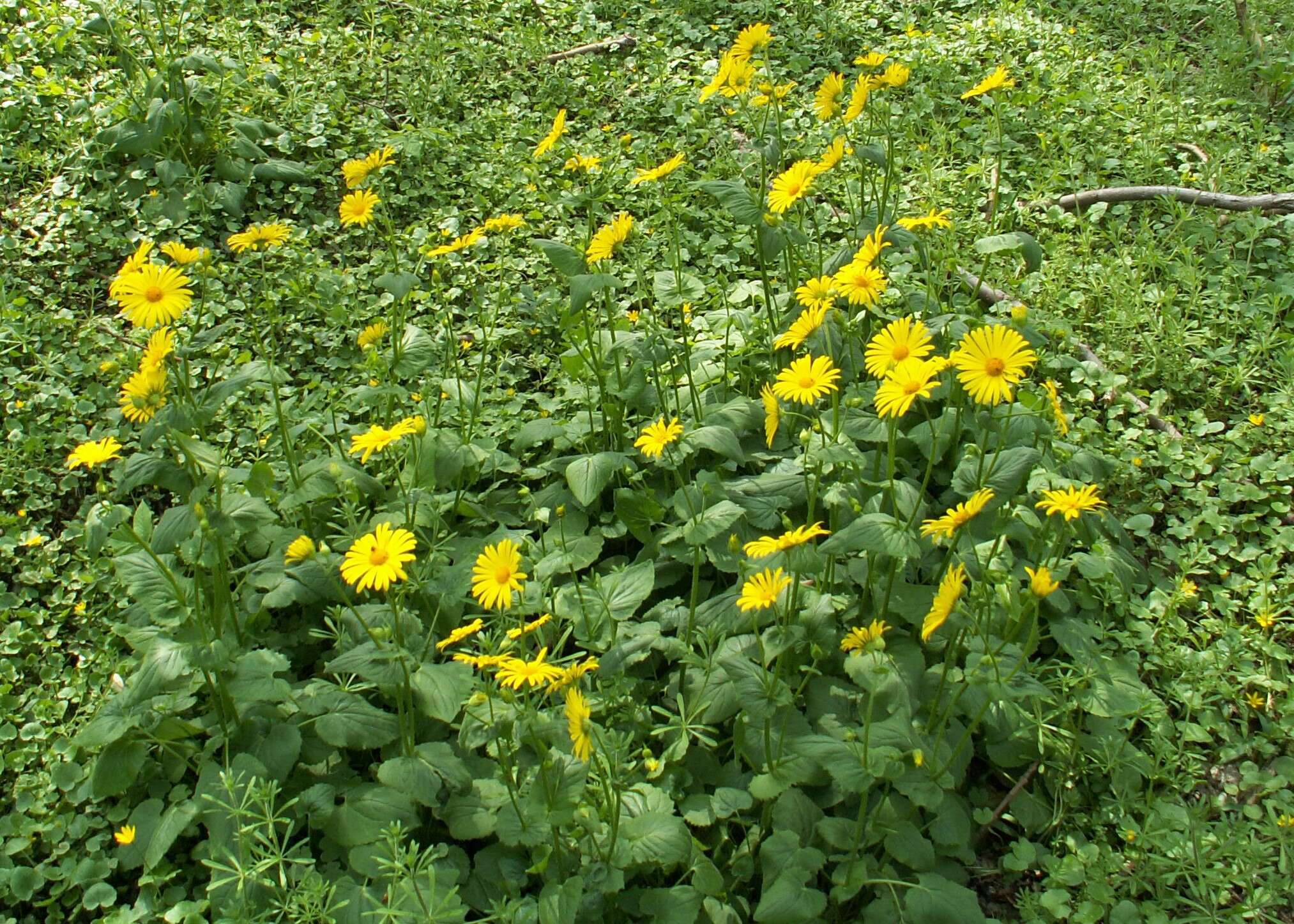 Imagem de Doronicum orientale Hoffm.