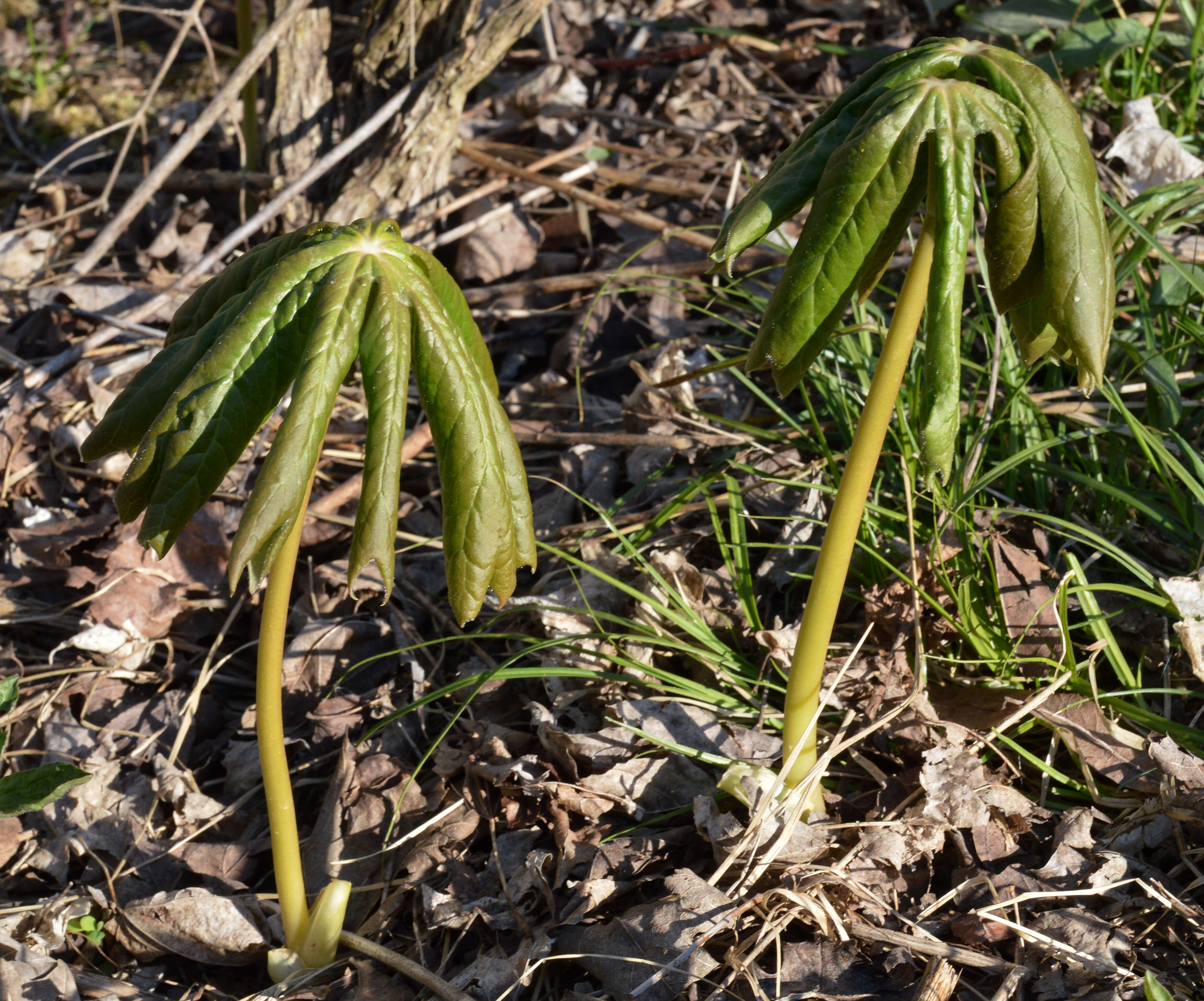 Image of mayapple