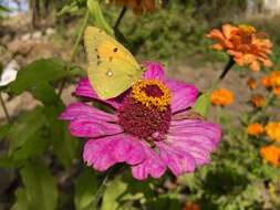 Image of Orange Sulphur