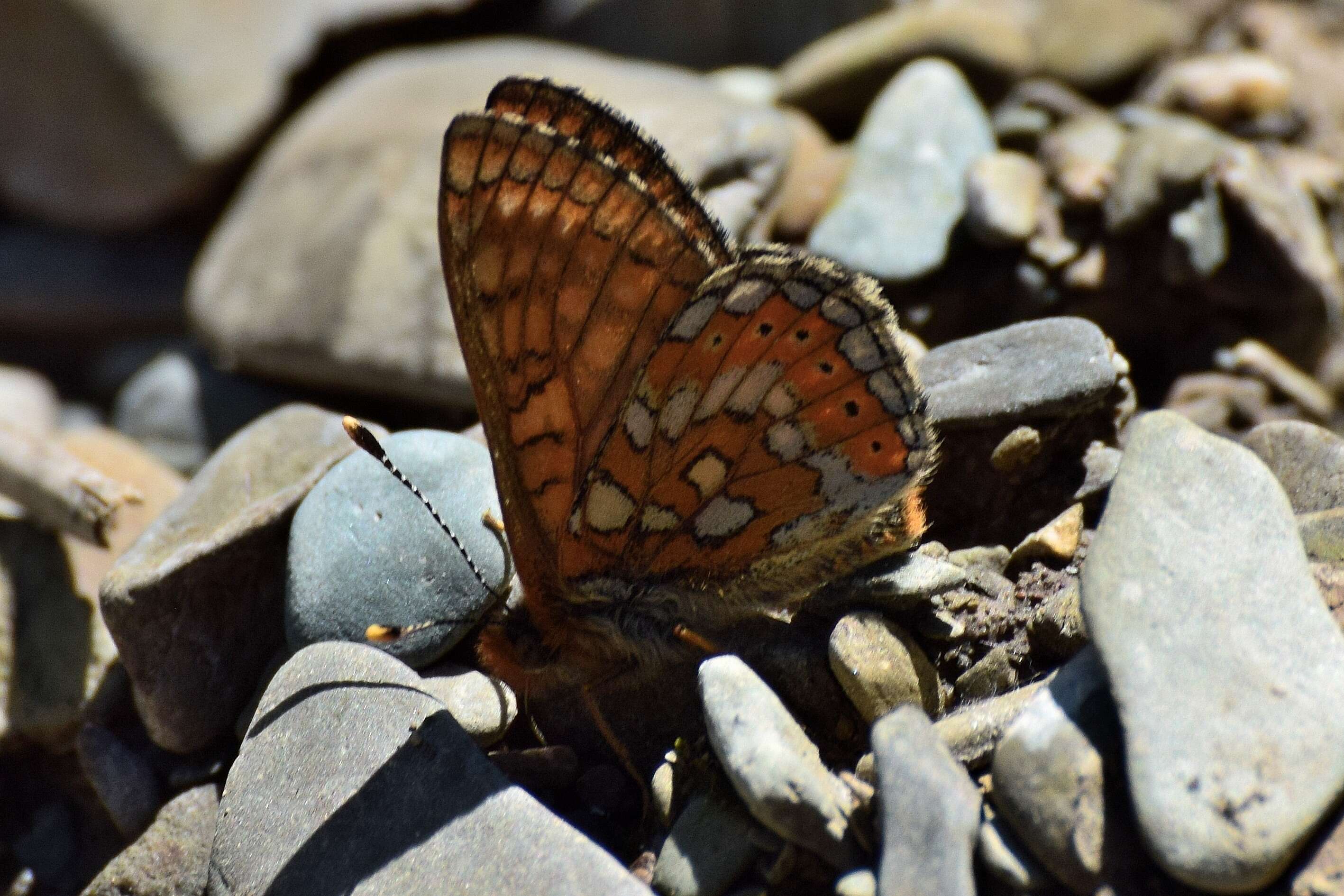 Image of Euphydryas aurinia