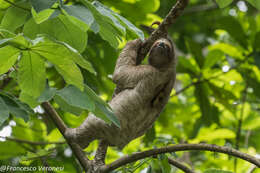 Image of Brown-throated Three-toed Sloth