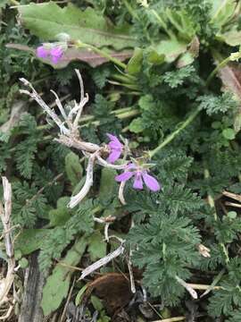 Image of Common Stork's-bill