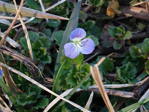 Image of birdeye speedwell