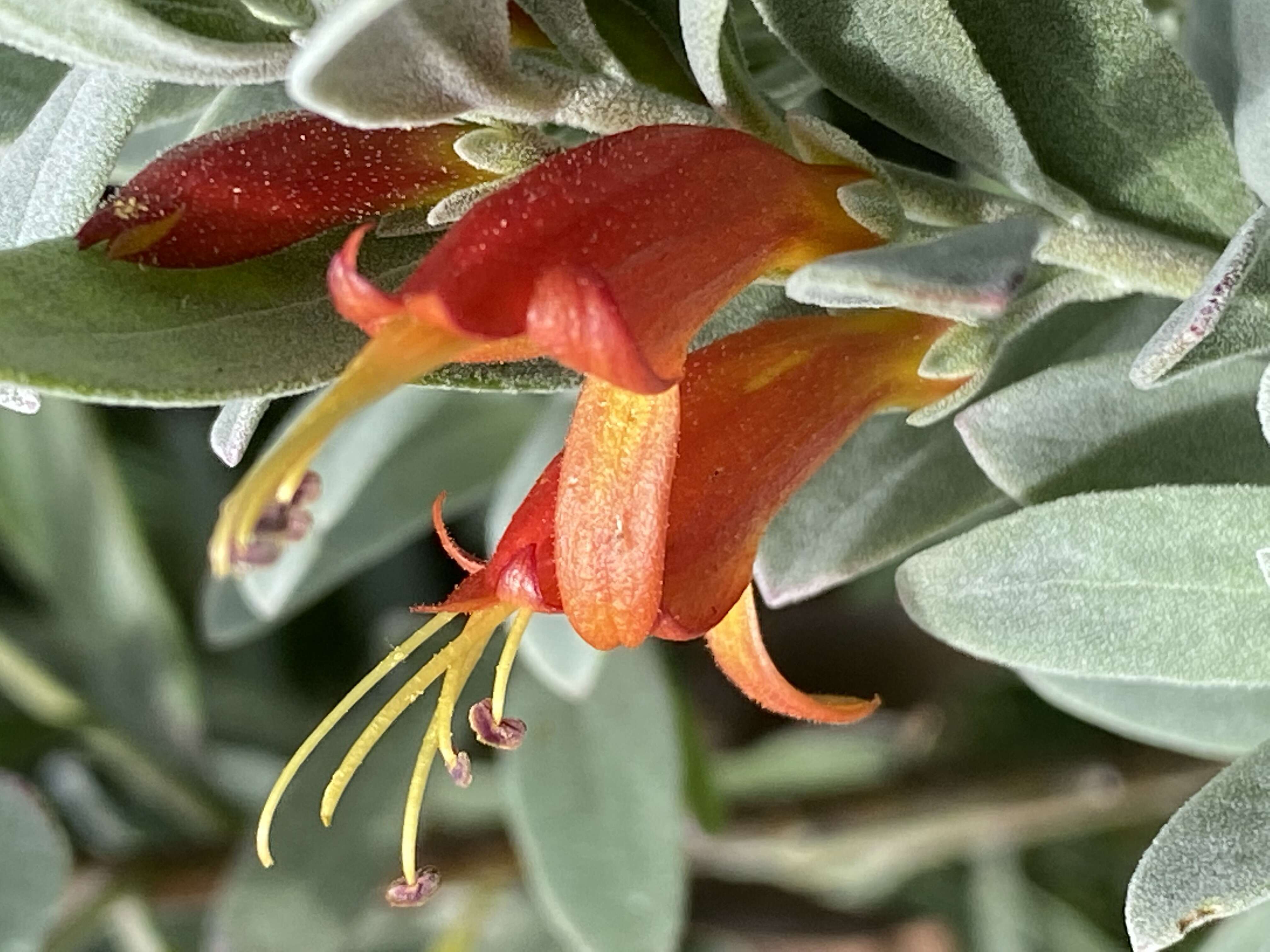 صورة Eremophila glabra (R. Br.) Ostenf.