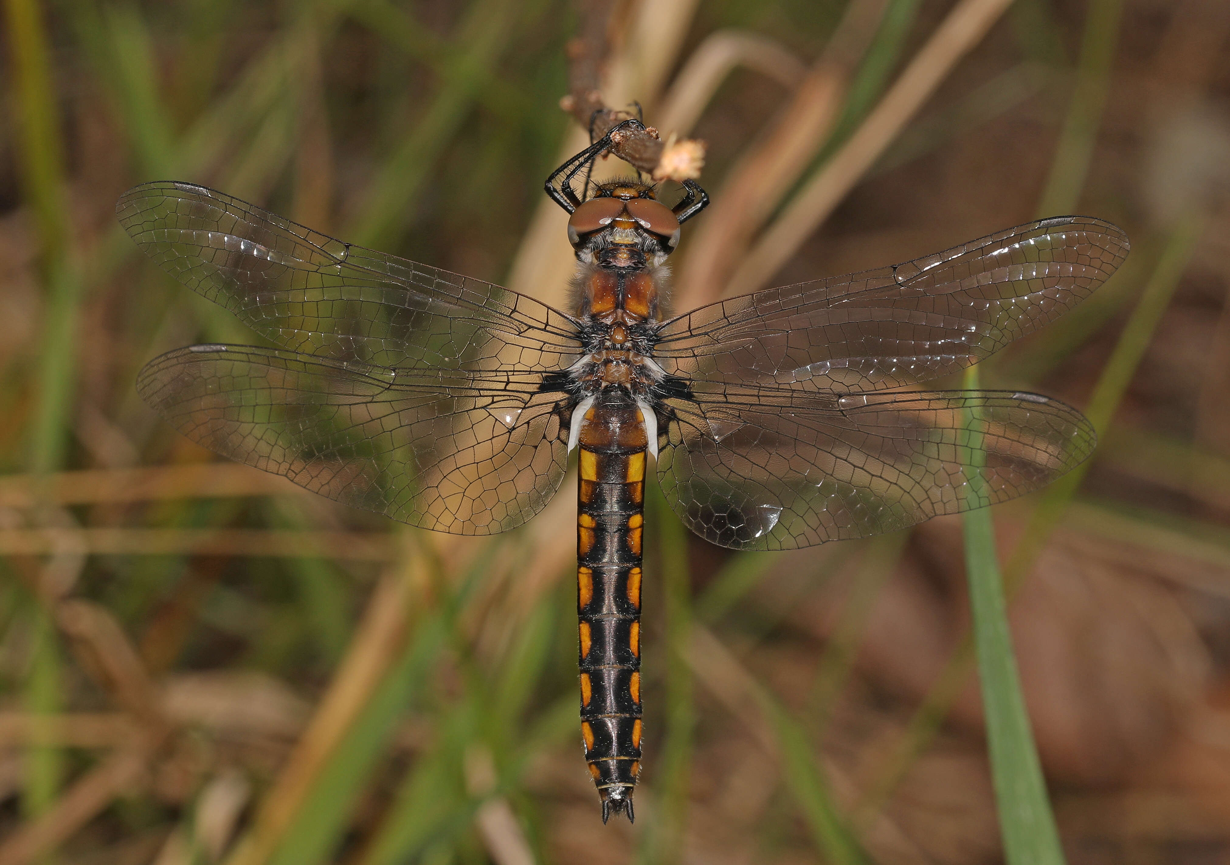 Image of Common Baskettail