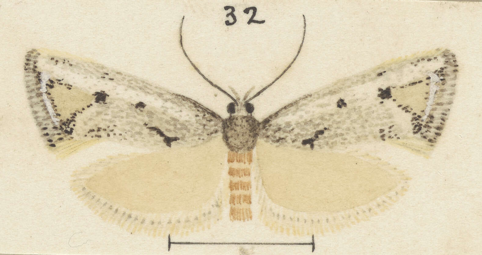 Слика од Tingena hemimochla