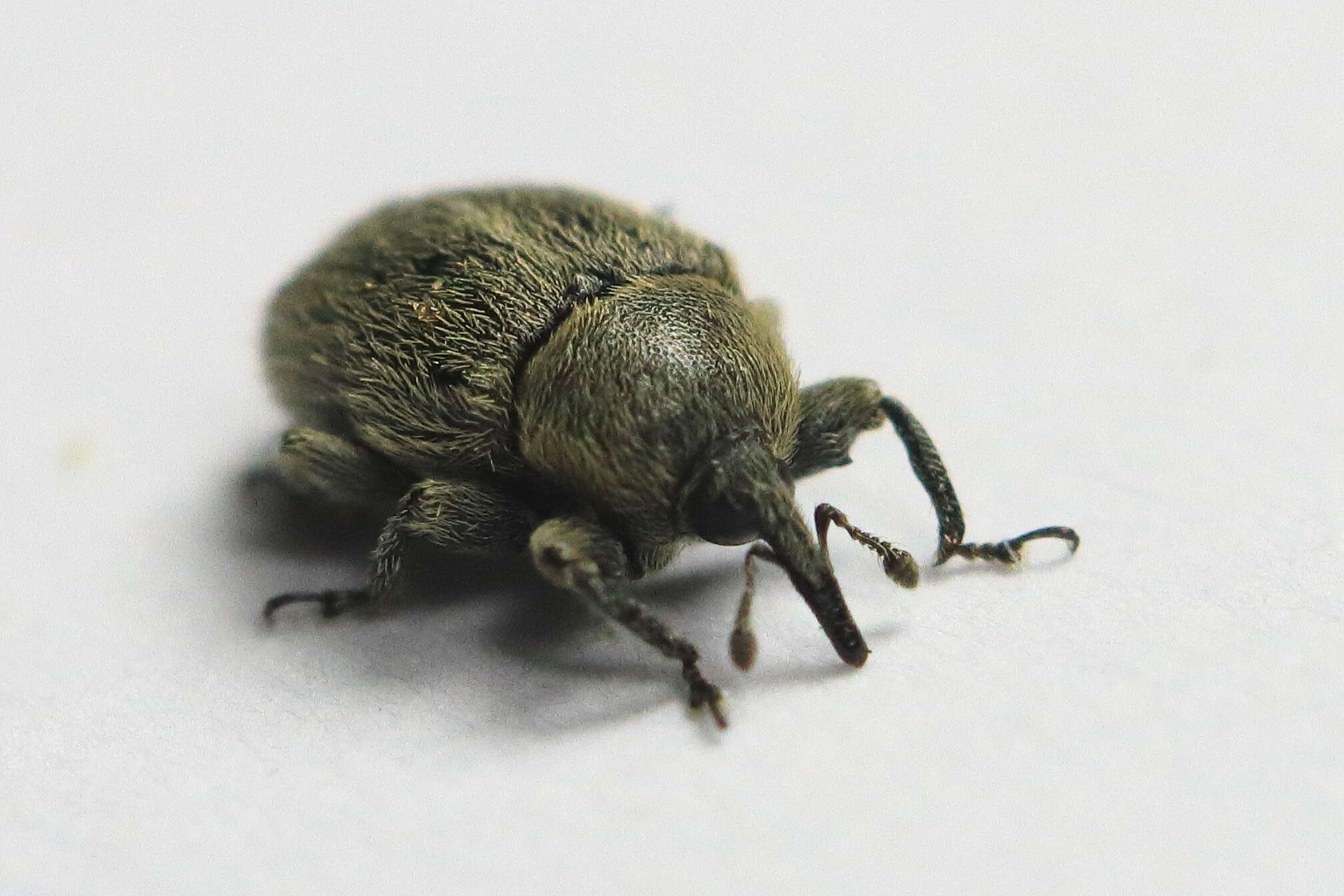 Image of Weevil