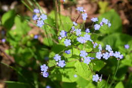 Plancia ëd Brunnera macrophylla (Adams) I. M. Johnst.