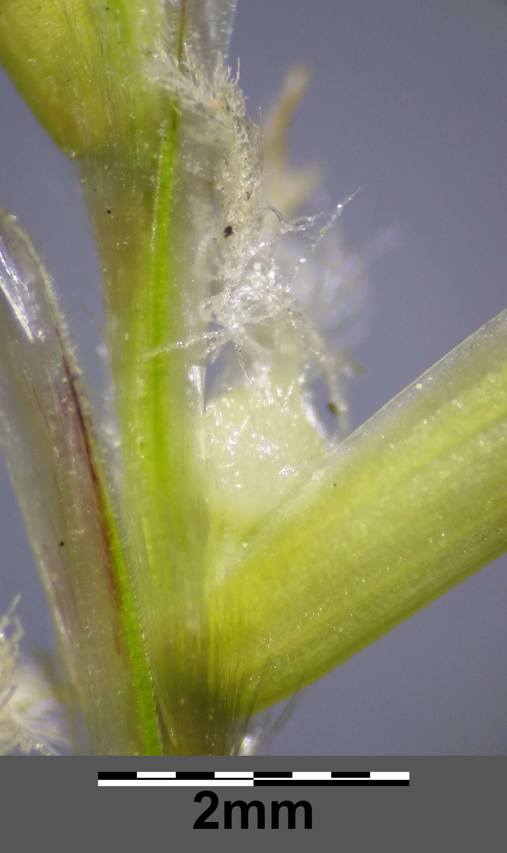 Image of Helictochloa pratensis (L.) Romero Zarco