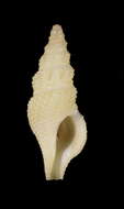 Image of Lioglyphostoma jousseaumei (Dautzenberg 1900)