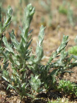 Image of field cudweed