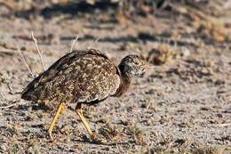 Image of Southern Black Bustard