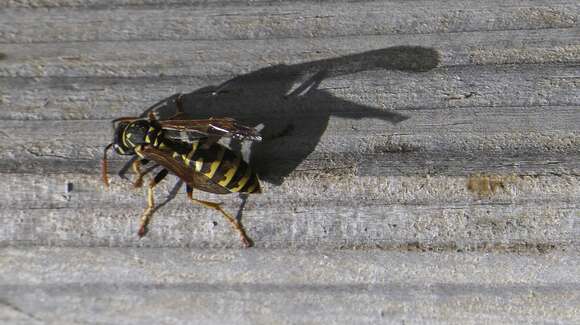 Image de Polistes dominula (Christ 1791)