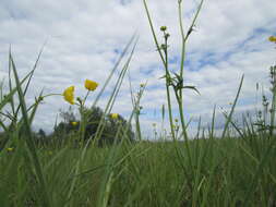 Image of common buttercup