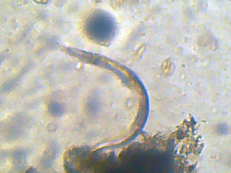 Image of <i>Meloidogyne chitwoodi</i>