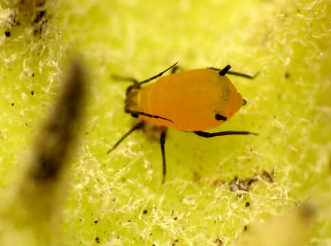 Image of Aphid