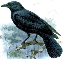 Image of New Caledonian Crow