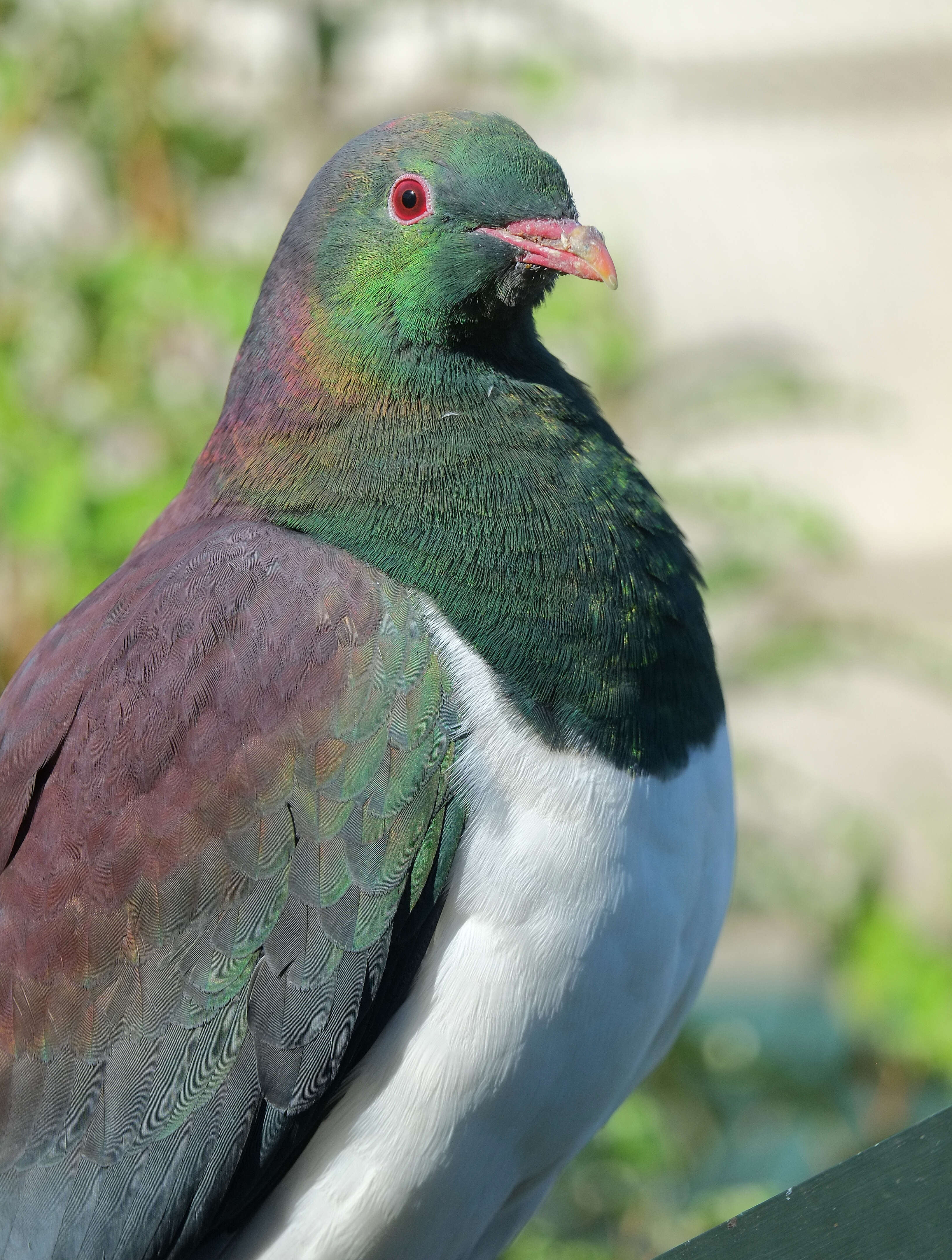 Image of Kererū