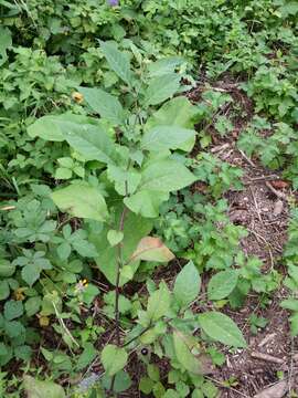 Image of Deadly Nightshade