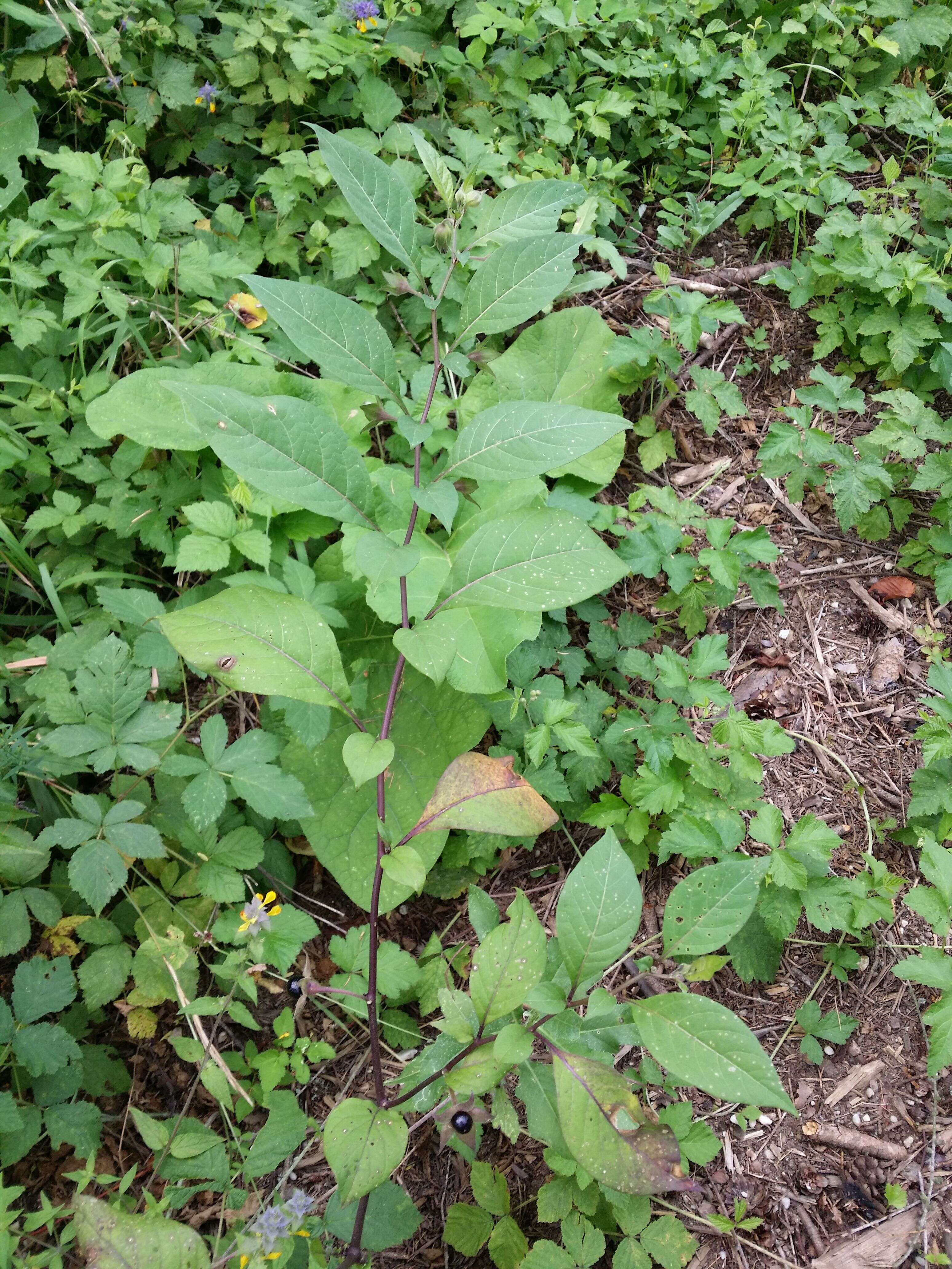 Plancia ëd Atropa belladonna L.