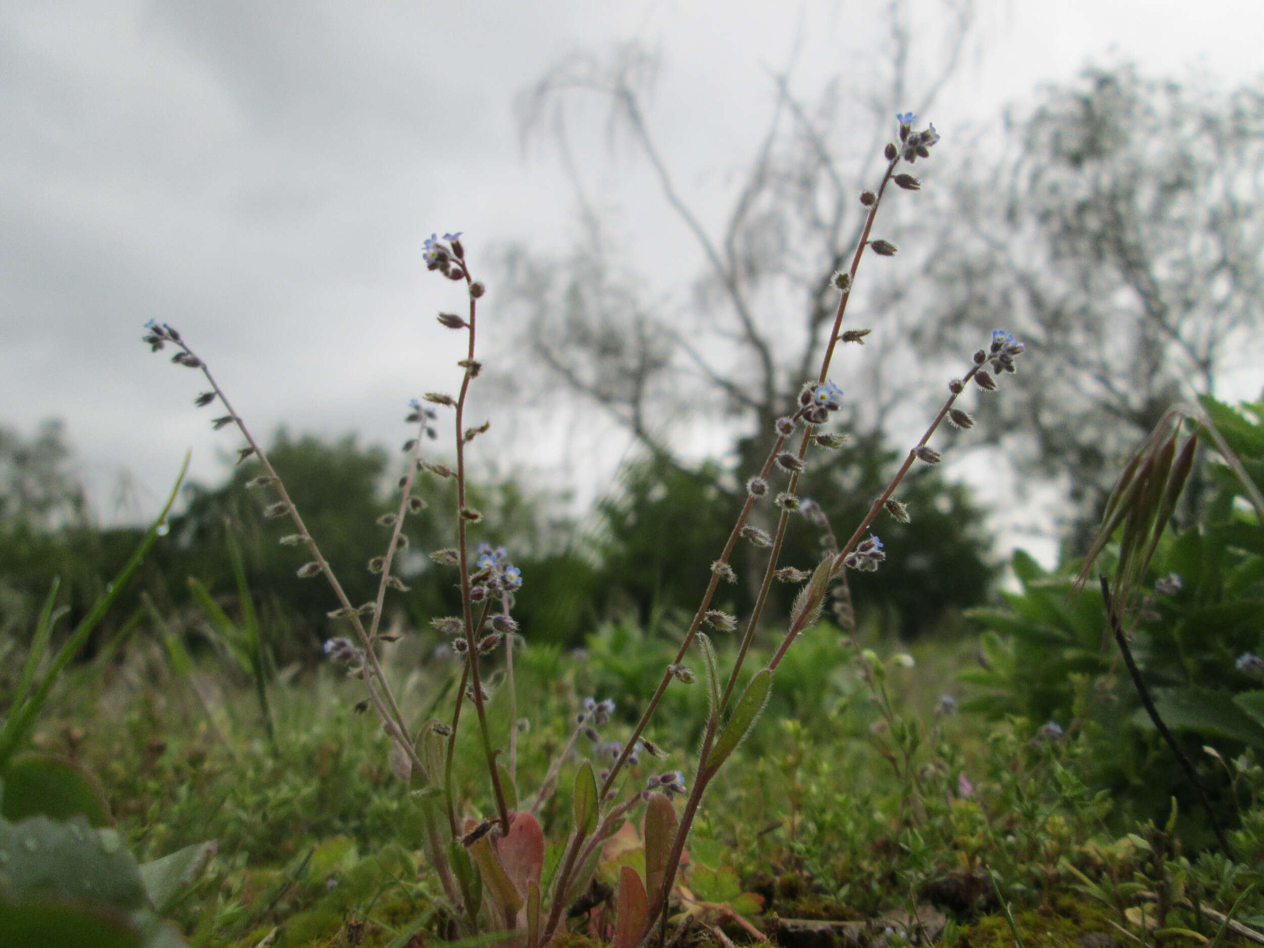 Image of Early Forget-me-not