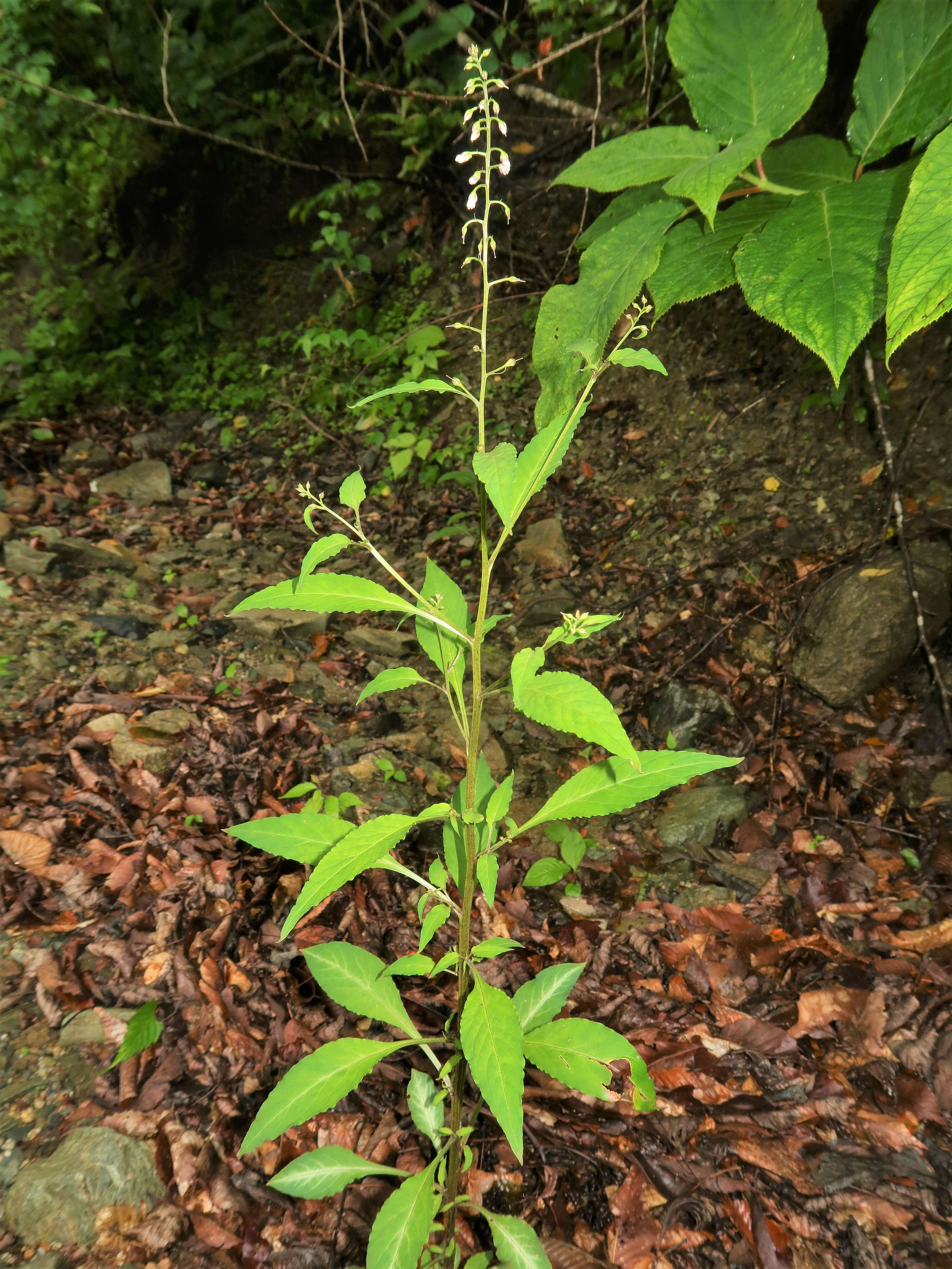 Image of yellow loosestrife