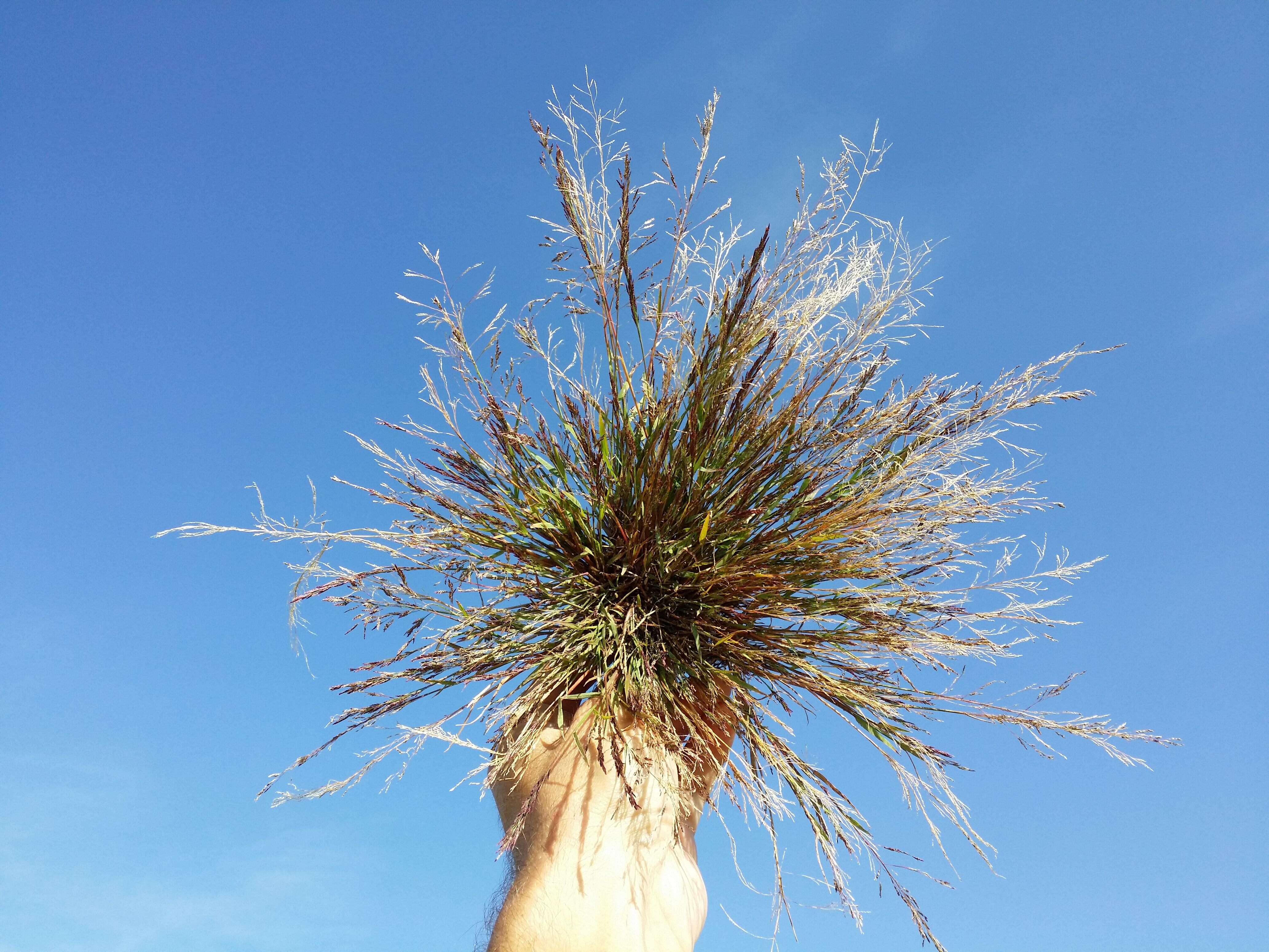 Image of Indian lovegrass