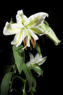 Lilium auratum Lindl. resmi