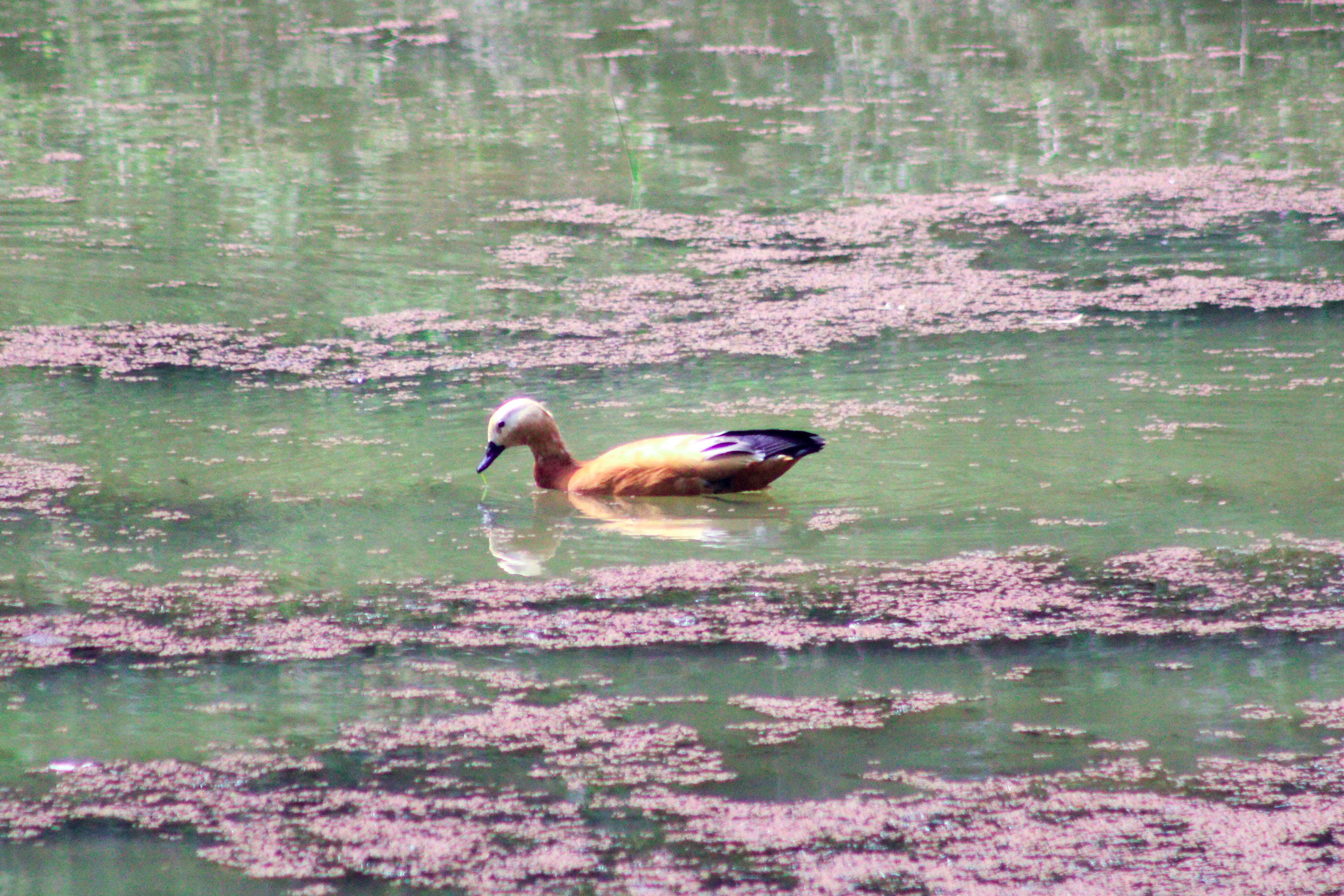 Image of Ruddy Shelduck