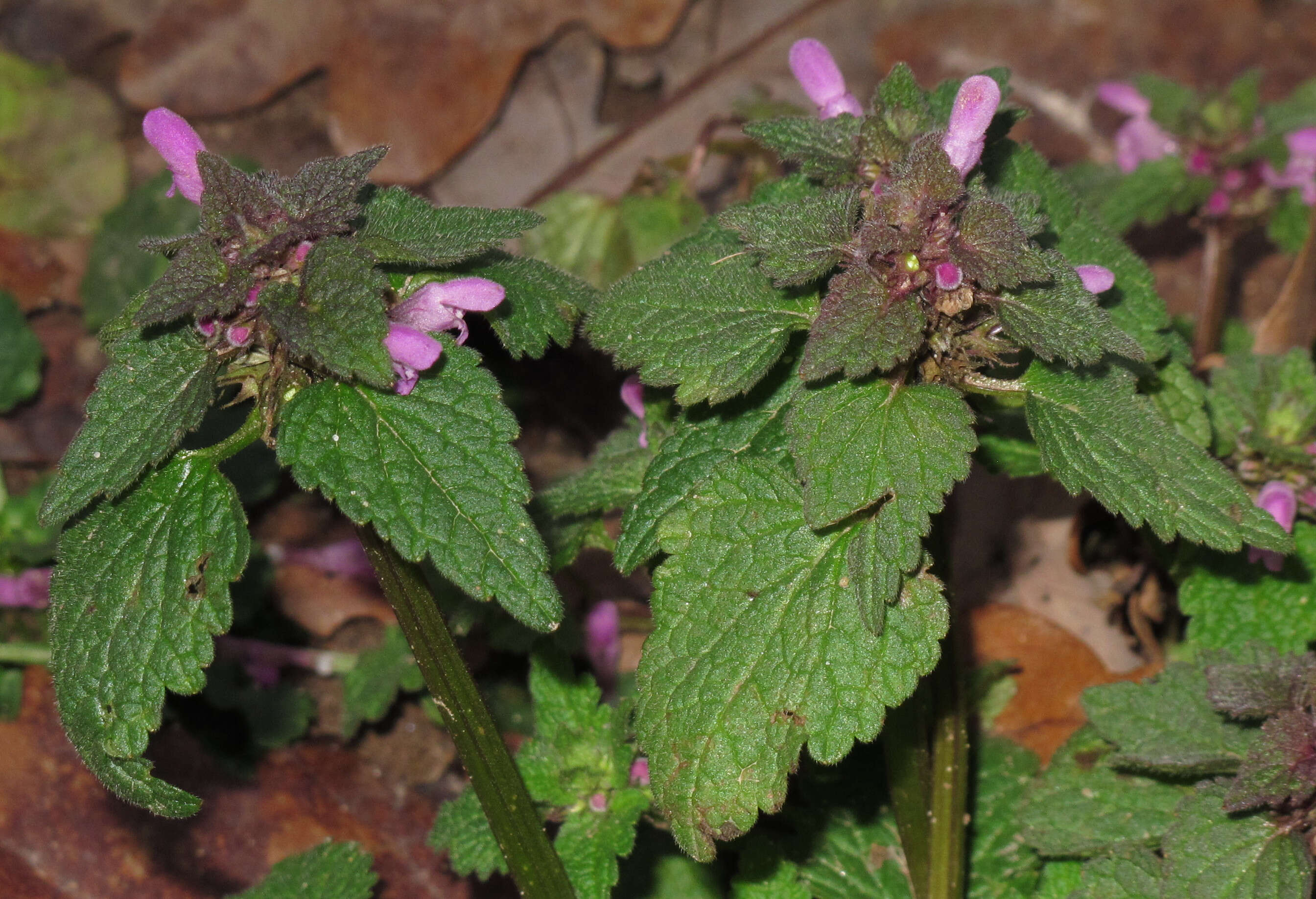 Image of purple archangel