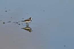 Image of White-fronted Chat