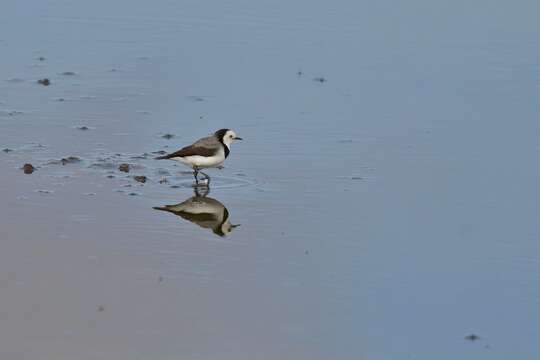 Image of White-fronted Chat