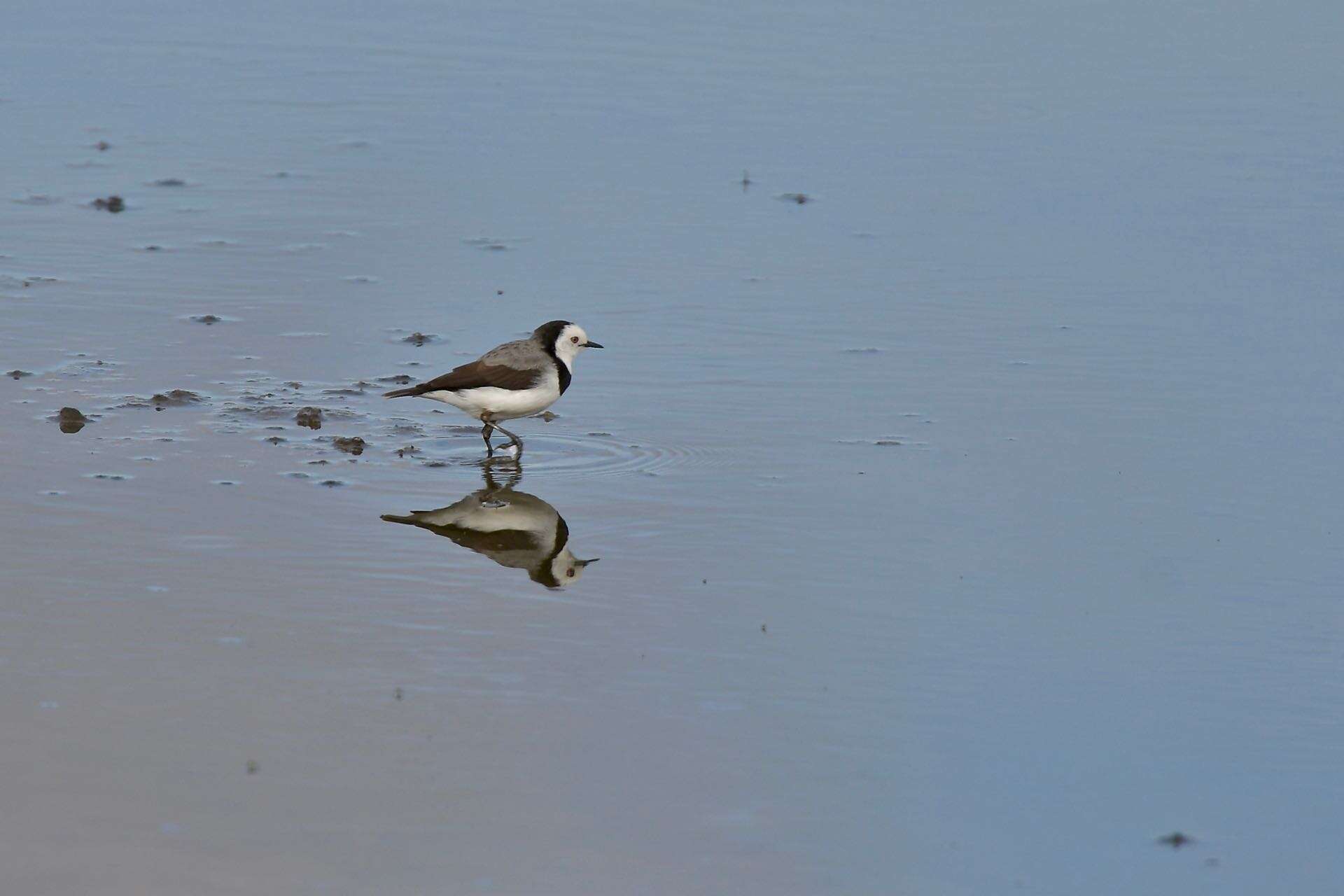 Image of White-fronted Chat