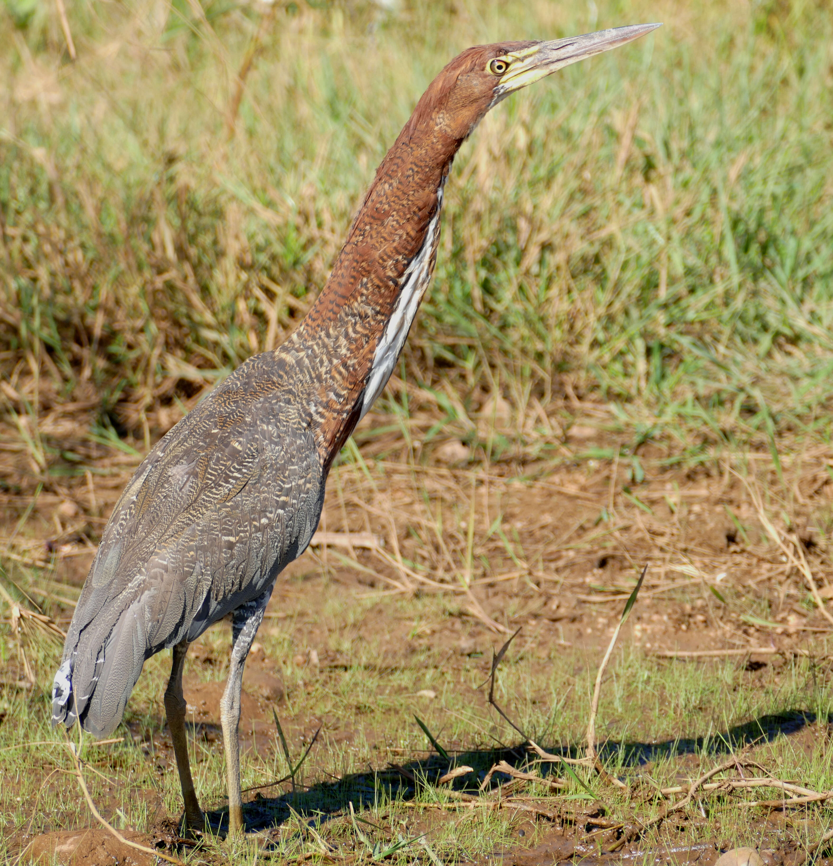 Image of Rufescent Tiger Heron