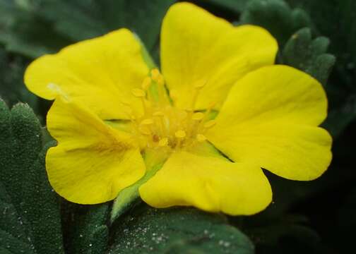 Image of Potentilla incana Gaertn. Mey. & Scherb.