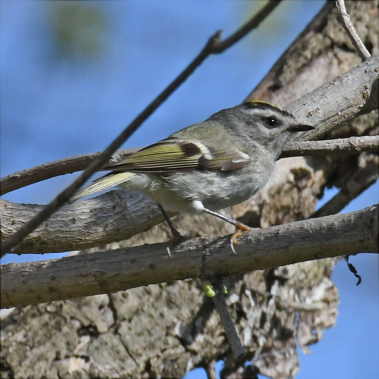 Image of Golden-crowned Kinglet