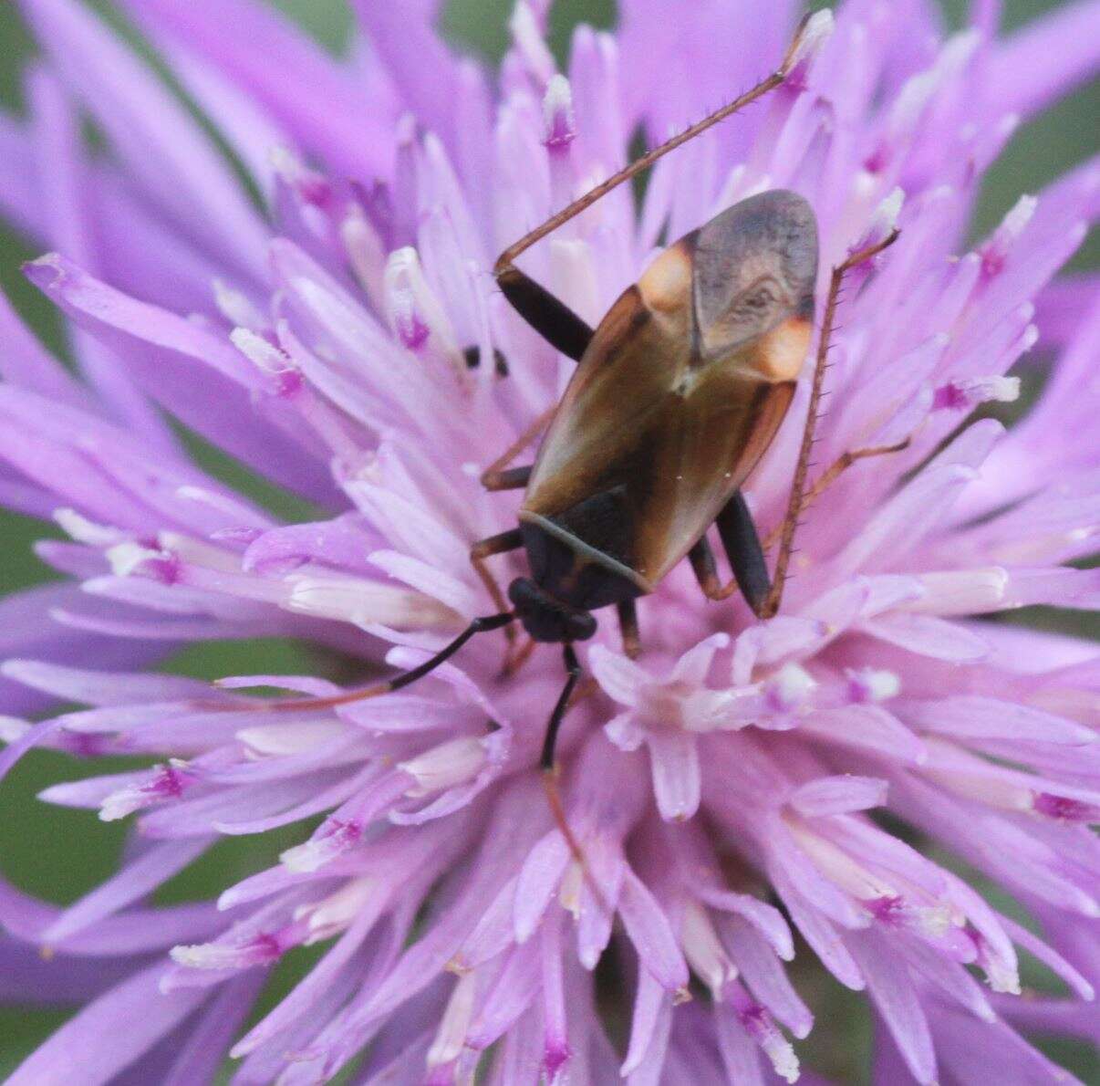 Adelphocoris seticornis (Fabricius 1775)的圖片