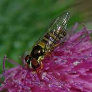 Image of Common Oblique Syrphid