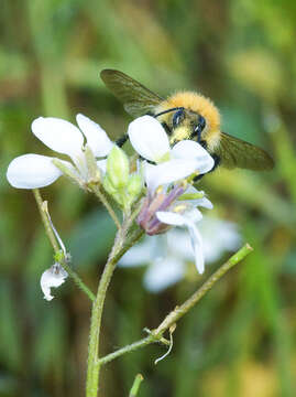 Image of Anthophora plumipes (Pallas 1772)