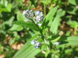 Слика од Myosotis arvensis (L.) Hill