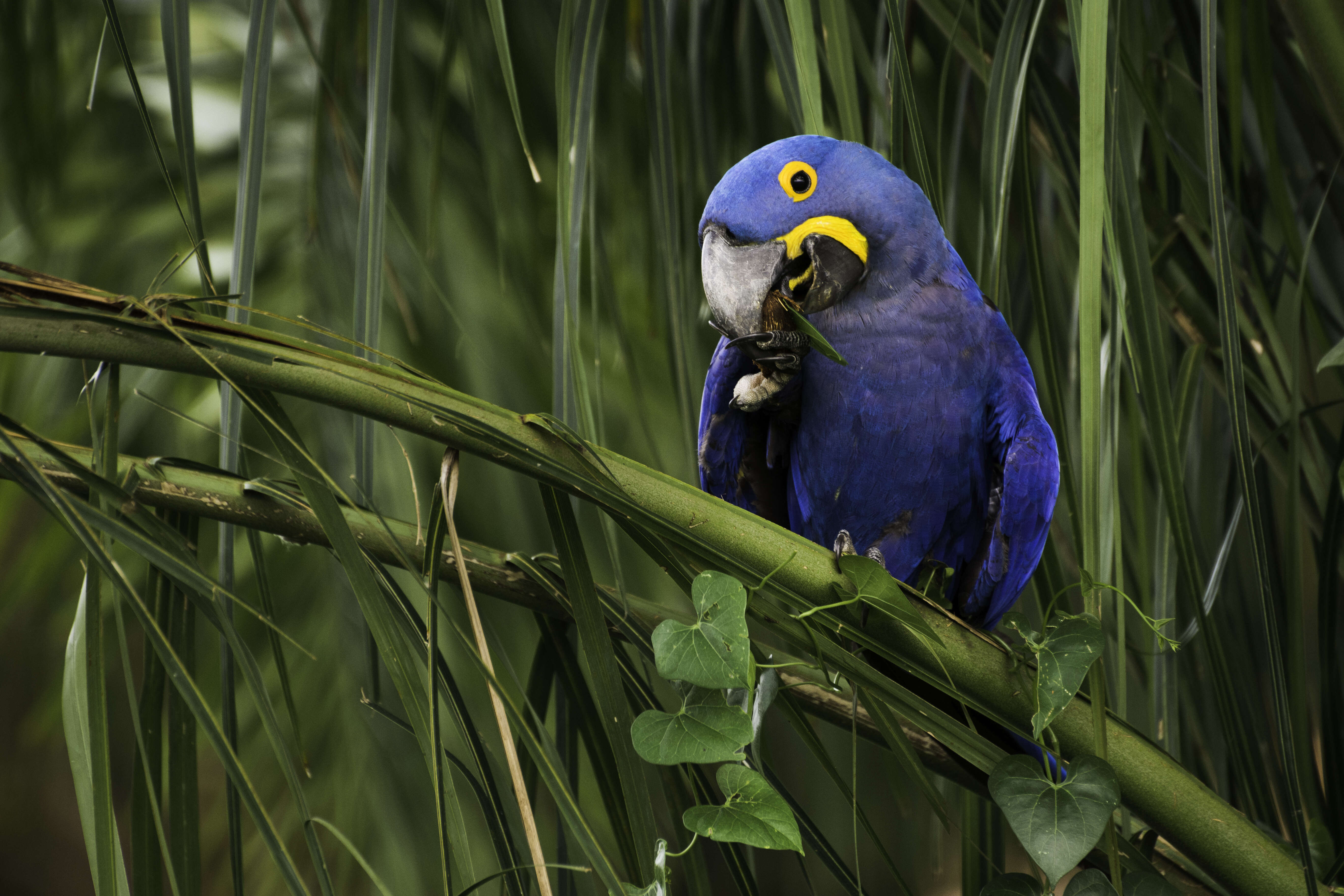 Image of Hyacinth Macaw