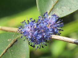 Слика од Memecylon umbellatum Burm. fil.