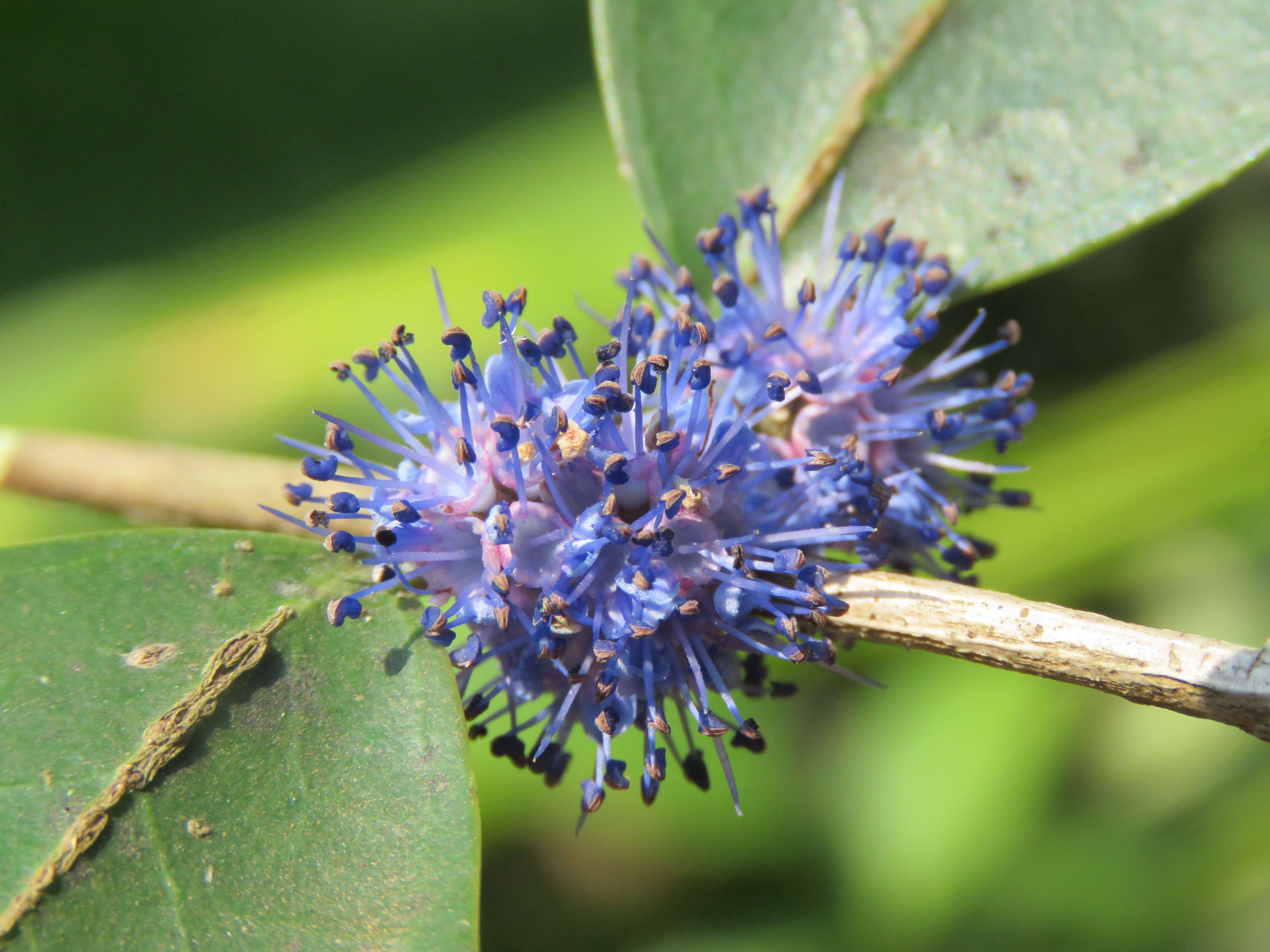 Слика од Memecylon umbellatum Burm. fil.