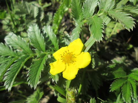 Image of silverweed cinquefoil